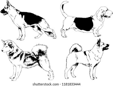 vector drawings sketches pedigree dogs in the racks drawn in ink by hand , objects with no background