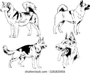 vector drawings sketches pedigree dogs in the racks drawn in ink by hand , objects with no background
