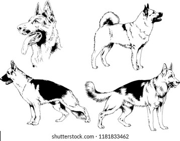 vector drawings sketches pedigree dogs in the racks drawn in ink by hand , objects with no background