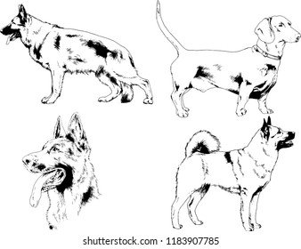 vector drawings sketches pedigree dogs in the racks drawn in ink by hand , objects with no background