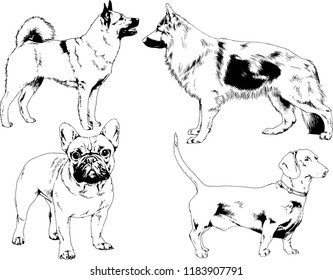 vector drawings sketches pedigree dogs in the racks drawn in ink by hand , objects with no background