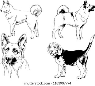 vector drawings sketches pedigree dogs in the racks drawn in ink by hand , objects with no background