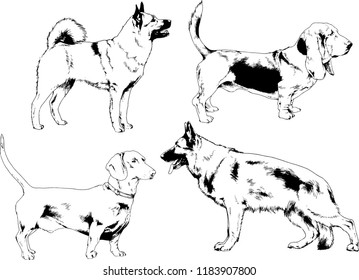 vector drawings sketches pedigree dogs in the racks drawn in ink by hand , objects with no background