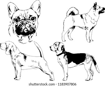 vector drawings sketches pedigree dogs in the racks drawn in ink by hand , objects with no background