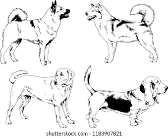 vector drawings sketches pedigree dogs in the racks drawn in ink by hand , objects with no background