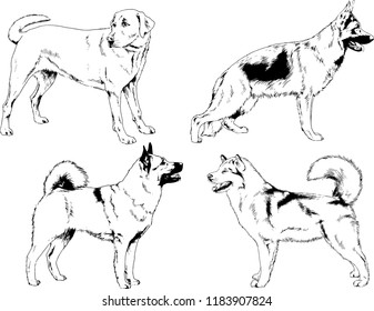 vector drawings sketches pedigree dogs in the racks drawn in ink by hand , objects with no background