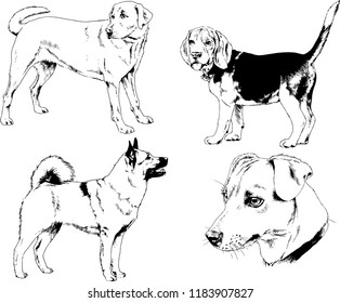 vector drawings sketches pedigree dogs in the racks drawn in ink by hand , objects with no background