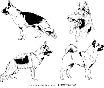 vector drawings sketches pedigree dogs in the racks drawn in ink by hand , objects with no background