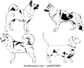 vector drawings sketches pedigree dogs in the racks drawn in ink by hand , objects with no background
