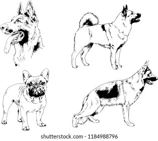 vector drawings sketches pedigree dogs in the racks drawn in ink by hand , objects with no background