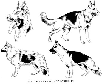 vector drawings sketches pedigree dogs in the racks drawn in ink by hand , objects with no background