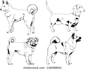 vector drawings sketches pedigree dogs in the racks drawn in ink by hand , objects with no background