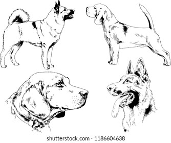 vector drawings sketches pedigree dogs in the racks drawn in ink by hand , objects with no background