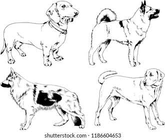 vector drawings sketches pedigree dogs in the racks drawn in ink by hand , objects with no background