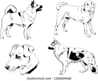 vector drawings sketches pedigree dogs in the racks drawn in ink by hand , objects with no background