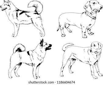 vector drawings sketches pedigree dogs in the racks drawn in ink by hand , objects with no background