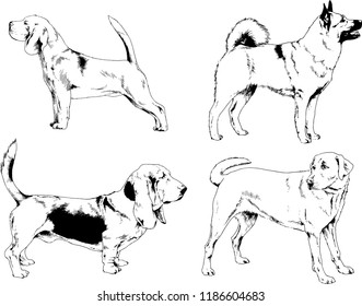 vector drawings sketches pedigree dogs in the racks drawn in ink by hand , objects with no background