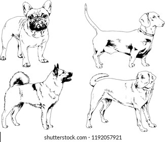 vector drawings sketches pedigree dogs in the racks drawn in ink by hand , objects with no background