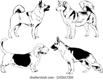 vector drawings sketches pedigree dogs in the racks drawn in ink by hand , objects with no background