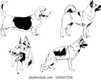 vector drawings sketches pedigree dogs in the racks drawn in ink by hand , objects with no background