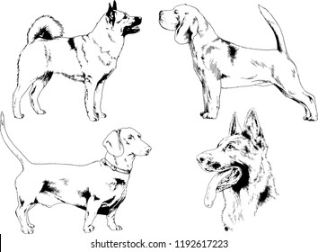 vector drawings sketches pedigree dogs in the racks drawn in ink by hand , objects with no background