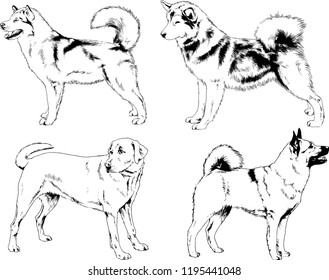 vector drawings sketches pedigree dogs in the racks drawn in ink by hand , objects with no background