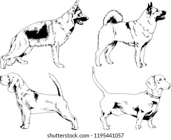vector drawings sketches pedigree dogs in the racks drawn in ink by hand , objects with no background
