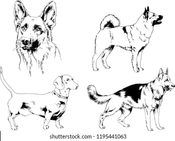 vector drawings sketches pedigree dogs in the racks drawn in ink by hand , objects with no background