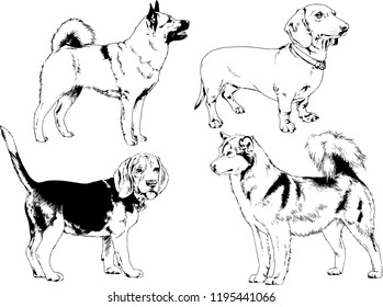 vector drawings sketches pedigree dogs in the racks drawn in ink by hand , objects with no background