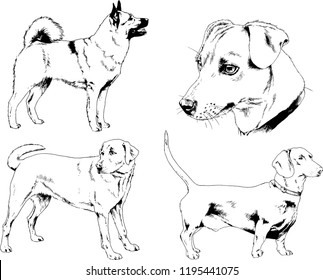 vector drawings sketches pedigree dogs in the racks drawn in ink by hand , objects with no background