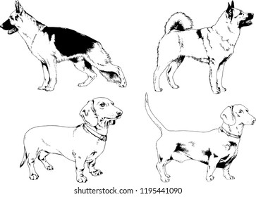 vector drawings sketches pedigree dogs in the racks drawn in ink by hand , objects with no background