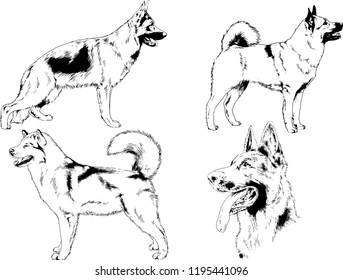 vector drawings sketches pedigree dogs in the racks drawn in ink by hand , objects with no background