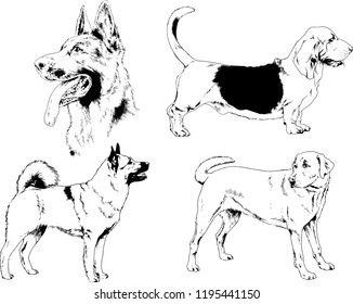 vector drawings sketches pedigree dogs in the racks drawn in ink by hand , objects with no background