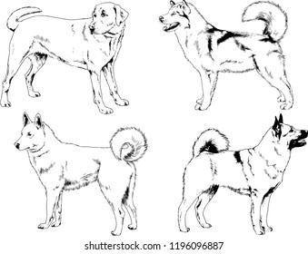 vector drawings sketches pedigree dogs in the racks drawn in ink by hand , objects with no background