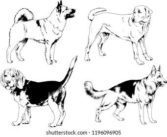 vector drawings sketches pedigree dogs in the racks drawn in ink by hand , objects with no background