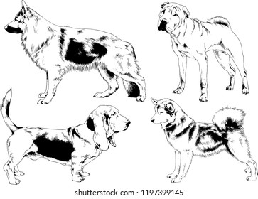 vector drawings sketches pedigree dogs in the racks drawn in ink by hand , objects with no background