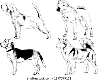vector drawings sketches pedigree dogs in the racks drawn in ink by hand , objects with no background