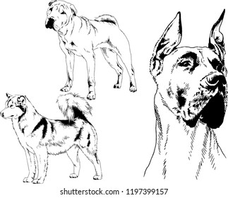 vector drawings sketches pedigree dogs in the racks drawn in ink by hand , objects with no background