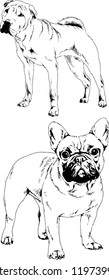 vector drawings sketches pedigree dogs in the racks drawn in ink by hand , objects with no background