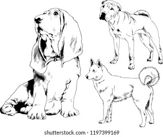 vector drawings sketches pedigree dogs in the racks drawn in ink by hand , objects with no background