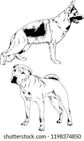 vector drawings sketches pedigree dogs in the racks drawn in ink by hand , objects with no background