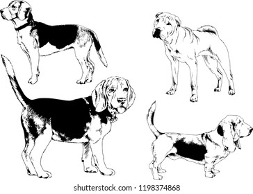 vector drawings sketches pedigree dogs in the racks drawn in ink by hand , objects with no background