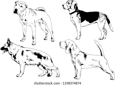 vector drawings sketches pedigree dogs in the racks drawn in ink by hand , objects with no background