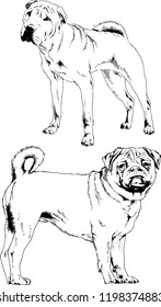 vector drawings sketches pedigree dogs in the racks drawn in ink by hand , objects with no background