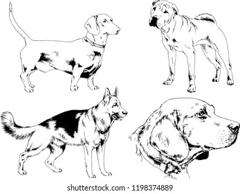 vector drawings sketches pedigree dogs in the racks drawn in ink by hand , objects with no background