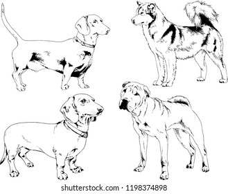 vector drawings sketches pedigree dogs in the racks drawn in ink by hand , objects with no background