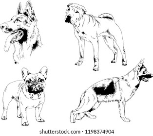 vector drawings sketches pedigree dogs in the racks drawn in ink by hand , objects with no background