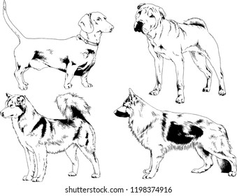 vector drawings sketches pedigree dogs in the racks drawn in ink by hand , objects with no background