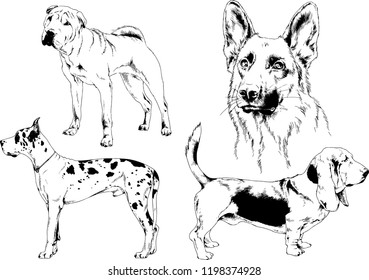 vector drawings sketches pedigree dogs in the racks drawn in ink by hand , objects with no background