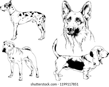 vector drawings sketches pedigree dogs in the racks drawn in ink by hand , objects with no background